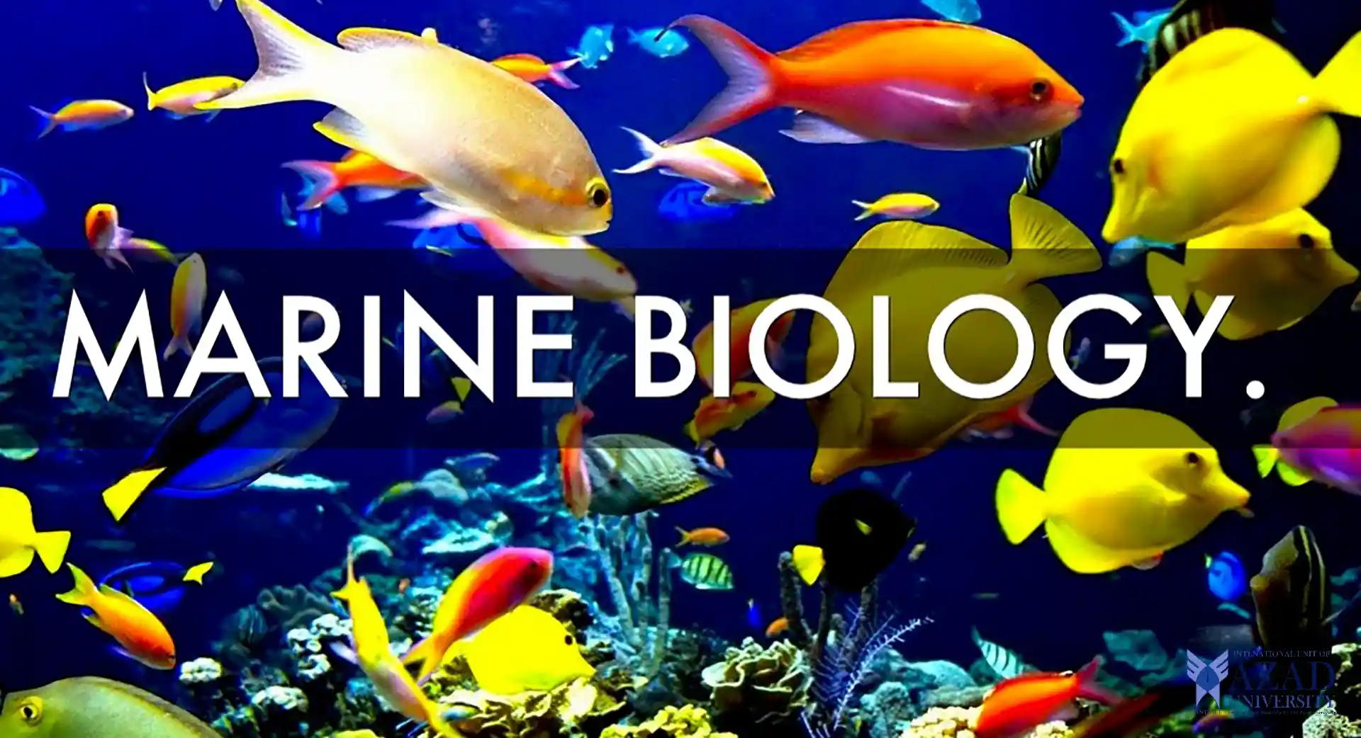 Marine Biology at American National College: An Overview